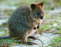 [ẢNH] Những loài động vật siêu nhút nhát trên thế giới