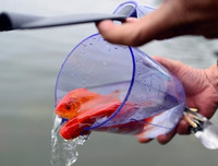 [ẢNH] Những lưu ý khi cúng ông Công, ông Táo đúng cách