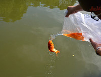 [ẢNH] Những lưu ý khi cúng ông Công, ông Táo đúng cách