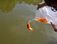 [ẢNH] Những lưu ý khi cúng ông Công, ông Táo đúng cách