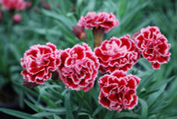 [ẢNH] 20-10 sắp tới, những món quà bất ngờ dành cho phái đẹp