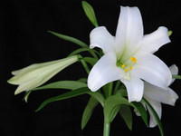 [ẢNH] 20-10 sắp tới, những món quà bất ngờ dành cho phái đẹp