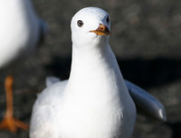 [ẢNH] Top 4 loài động vật hung tợn và tham lam nhất hành tinh