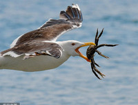 [ẢNH] Top 4 loài động vật hung tợn và tham lam nhất hành tinh