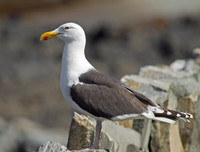 [ẢNH] Top 4 loài động vật hung tợn và tham lam nhất hành tinh