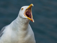 [ẢNH] Top 4 loài động vật hung tợn và tham lam nhất hành tinh