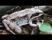 [ẢNH] Top 5 loài động vật có thói quen ngủ kì lạ nhất hành tinh