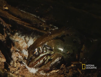 [ẢNH] Top 5 loài động vật có thói quen ngủ kì lạ nhất hành tinh