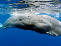 [ẢNH] Top 6 loại gia vị 