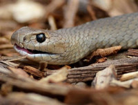 [ẢNH] Bật cười trước những món quà Valentine hài hước ‘không đụng hàng’