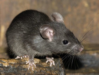 [ẢNH] Những loài động vật là ổ chứa tự nhiên của nhiều virus 