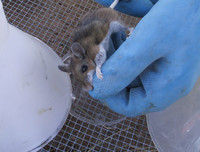 [ẢNH] Những loài động vật là ổ chứa tự nhiên của nhiều virus 