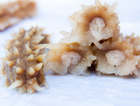 [ẢNH] 6 món đặc sản biển gây ấn tượng bởi vẻ ngoài 