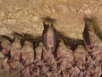 [ẢNH] Top 5 loài động vật có thói quen ngủ kì lạ nhất hành tinh