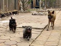 [ẢNH] Những chú chó nổi tiếng trên mạng nhờ biểu cảm gương mặt 