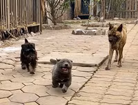 [ẢNH] Những chú chó nổi tiếng trên mạng nhờ biểu cảm gương mặt 