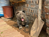 [ẢNH] Những chú chó nổi tiếng trên mạng nhờ biểu cảm gương mặt 