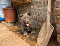 [ẢNH] Những chú chó nổi tiếng trên mạng nhờ biểu cảm gương mặt 