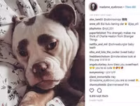 [ẢNH] Những chú chó nổi tiếng trên mạng nhờ biểu cảm gương mặt 