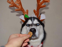 [ẢNH] Những chú chó nổi tiếng trên mạng nhờ biểu cảm gương mặt 