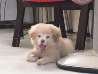 [ẢNH] Những chú chó nổi tiếng trên mạng nhờ biểu cảm gương mặt 