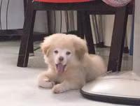 [ẢNH] Những chú chó nổi tiếng trên mạng nhờ biểu cảm gương mặt 