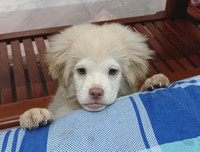 [ẢNH] Những chú chó nổi tiếng trên mạng nhờ biểu cảm gương mặt 