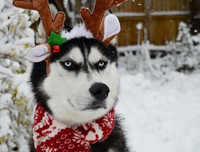 [ẢNH] Những chú chó nổi tiếng trên mạng nhờ biểu cảm gương mặt 