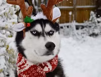 [ẢNH] Những chú chó nổi tiếng trên mạng nhờ biểu cảm gương mặt 