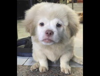 [ẢNH] Những chú chó nổi tiếng trên mạng nhờ biểu cảm gương mặt 