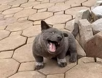 [ẢNH] Những chú chó nổi tiếng trên mạng nhờ biểu cảm gương mặt 