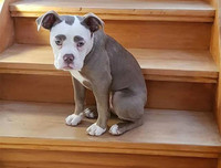 [ẢNH] Những chú chó nổi tiếng trên mạng nhờ biểu cảm gương mặt 