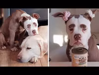 [ẢNH] Những chú chó nổi tiếng trên mạng nhờ biểu cảm gương mặt 