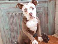 [ẢNH] Những chú chó nổi tiếng trên mạng nhờ biểu cảm gương mặt 