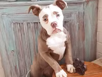 [ẢNH] Những chú chó nổi tiếng trên mạng nhờ biểu cảm gương mặt 