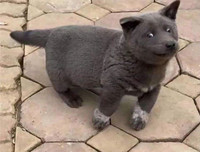 [ẢNH] Những chú chó nổi tiếng trên mạng nhờ biểu cảm gương mặt 