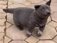 [ẢNH] Những chú chó nổi tiếng trên mạng nhờ biểu cảm gương mặt 