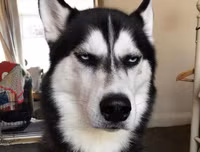 [ẢNH] Những chú chó nổi tiếng trên mạng nhờ biểu cảm gương mặt 