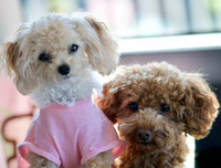 [ẢNH] Top 8 loài chó thông minh nhất thế giới