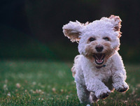 [ẢNH] Top 8 loài chó thông minh nhất thế giới