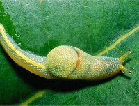 [ẢNH] Khả năng đặc biệt đến khó tin của những động vật kỳ lạ trên thế giới