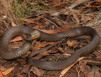 [ẢNH] Top 10 loài rắn cực độc, nguy hiểm nhất hành tinh