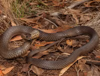 [ẢNH] Top 10 loài rắn cực độc, nguy hiểm nhất hành tinh