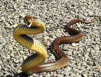 [ẢNH] Top 10 loài rắn cực độc, nguy hiểm nhất hành tinh