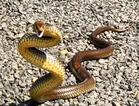 [ẢNH] Top 10 loài rắn cực độc, nguy hiểm nhất hành tinh