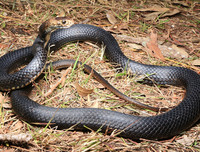 [ẢNH] Top 10 loài rắn cực độc, nguy hiểm nhất hành tinh