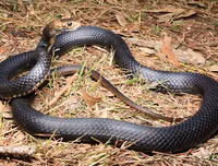 [ẢNH] Top 10 loài rắn cực độc, nguy hiểm nhất hành tinh