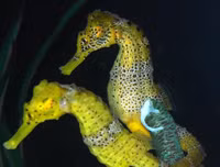 [ẢNH] Top 3 loài động vật nổi tiếng chung thủy với bạn tình