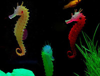 [ẢNH] Top 3 loài động vật nổi tiếng chung thủy với bạn tình