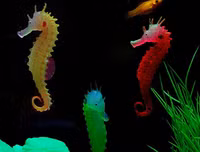 [ẢNH] Top 3 loài động vật nổi tiếng chung thủy với bạn tình